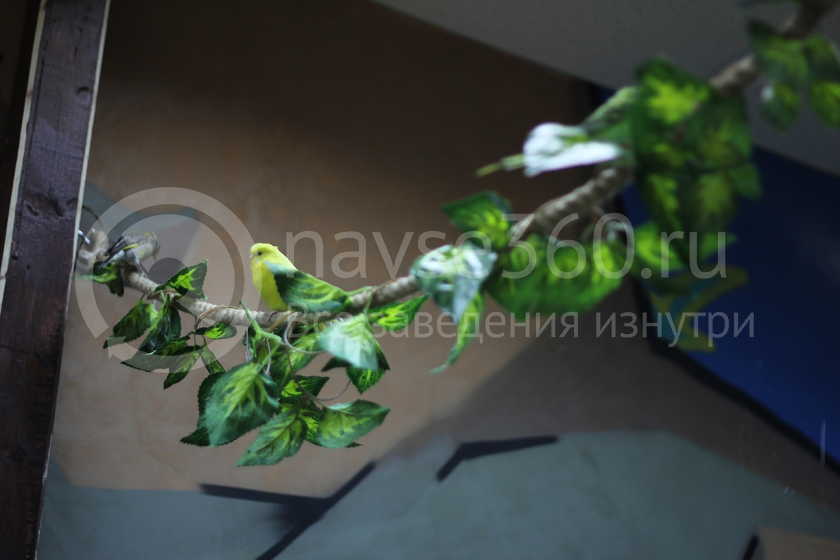 Попугаи в зоопарке