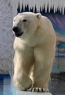 День Белого Медведя