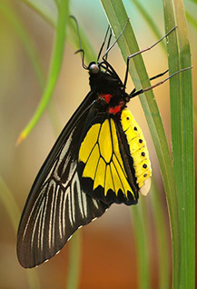 Живые тропические бабочки и другие животные